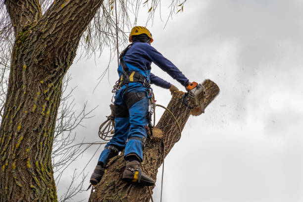 Trusted Beulah, ND Tree Service Experts